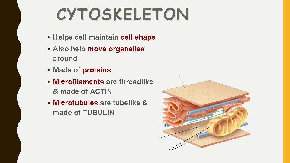 CYTOSKELETON • Helps cell maintain cell shape • Also help move organelles around •