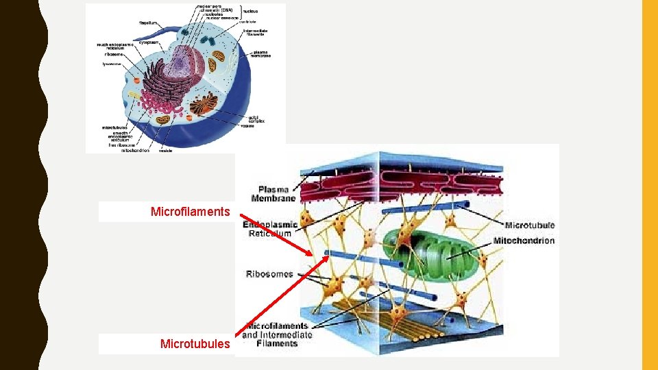 Microfilaments Microtubules 