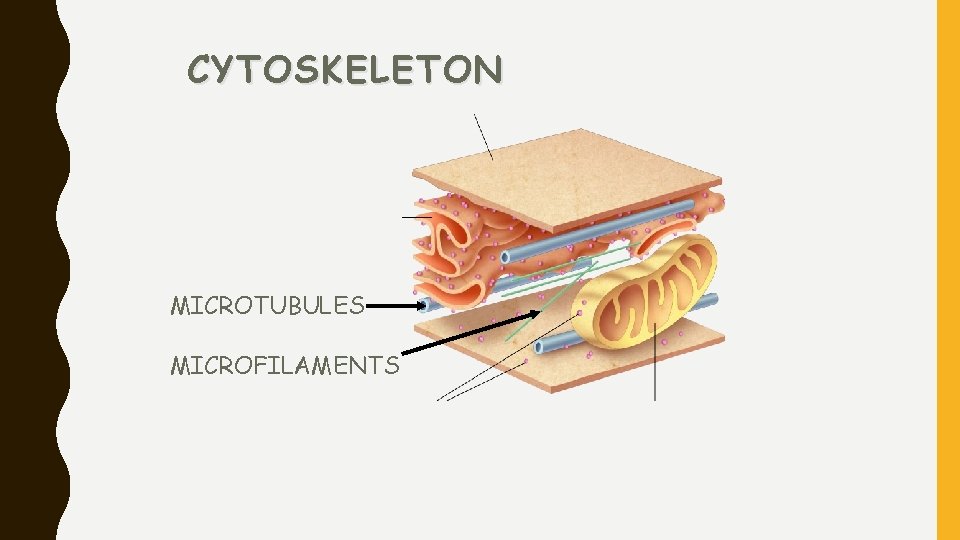 CYTOSKELETON MICROTUBULES MICROFILAMENTS 