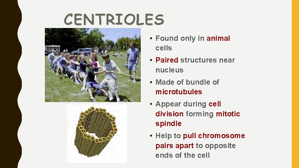 CENTRIOLES • Found only in animal cells • Paired structures near nucleus • Made