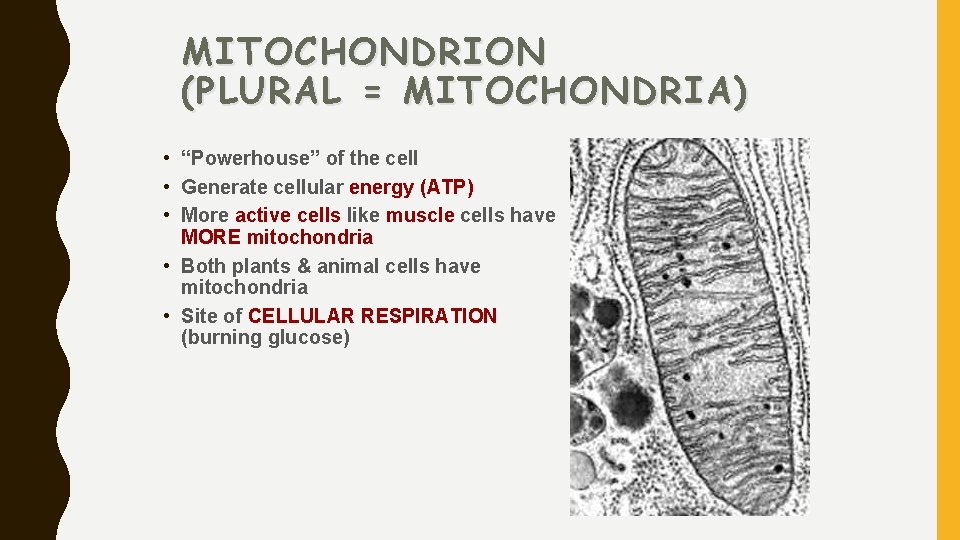 MITOCHONDRION (PLURAL = MITOCHONDRIA) • “Powerhouse” of the cell • Generate cellular energy (ATP)