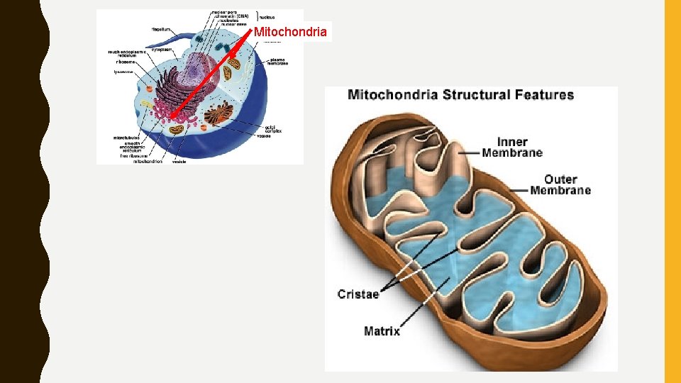 Mitochondria 