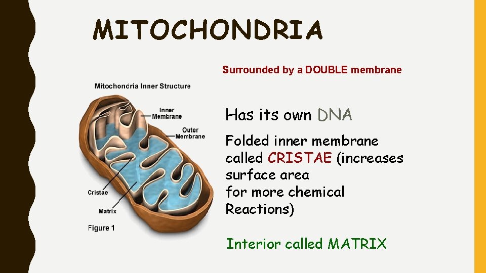 MITOCHONDRIA Surrounded by a DOUBLE membrane Has its own DNA Folded inner membrane called