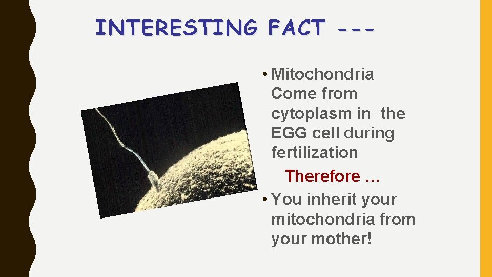 INTERESTING FACT -- • Mitochondria Come from cytoplasm in the EGG cell during fertilization