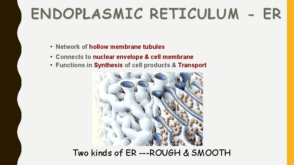 ENDOPLASMIC RETICULUM - ER • Network of hollow membrane tubules • Connects to nuclear