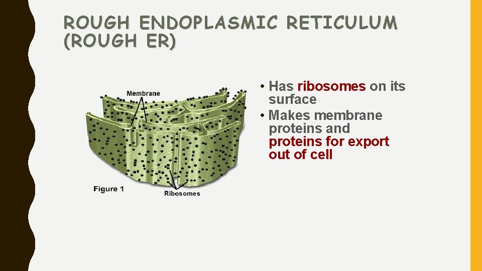 ROUGH ENDOPLASMIC RETICULUM (ROUGH ER) • Has ribosomes on its surface • Makes membrane