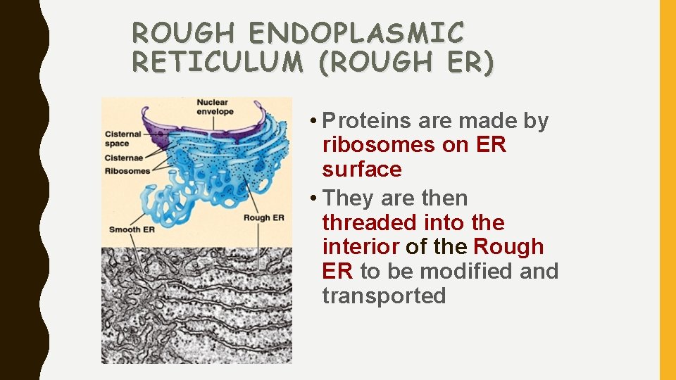 ROUGH ENDOPLASMIC RETICULUM (ROUGH ER) • Proteins are made by ribosomes on ER surface
