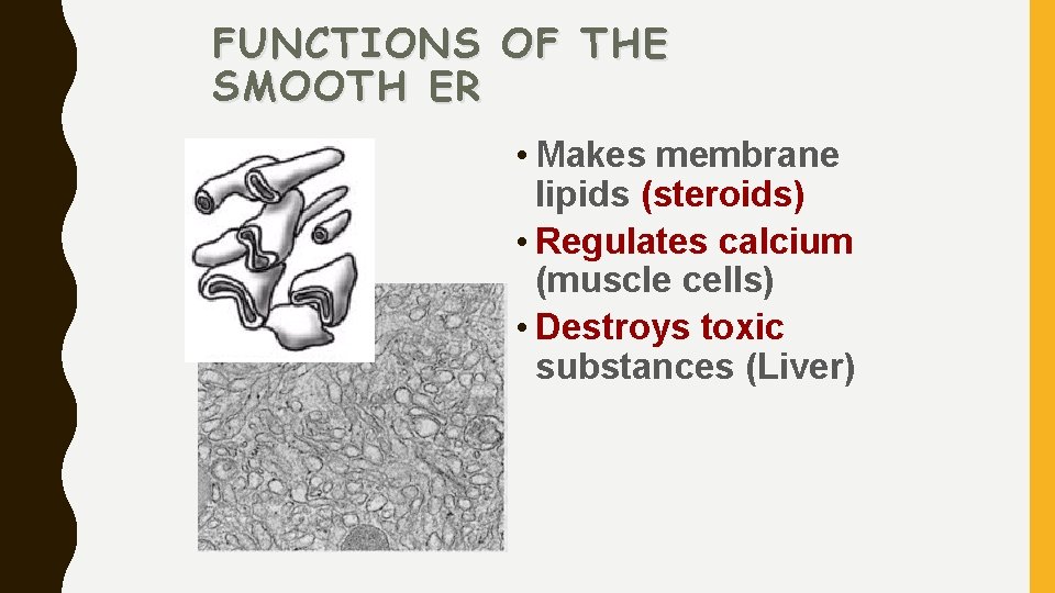 FUNCTIONS OF THE SMOOTH ER • Makes membrane lipids (steroids) • Regulates calcium (muscle