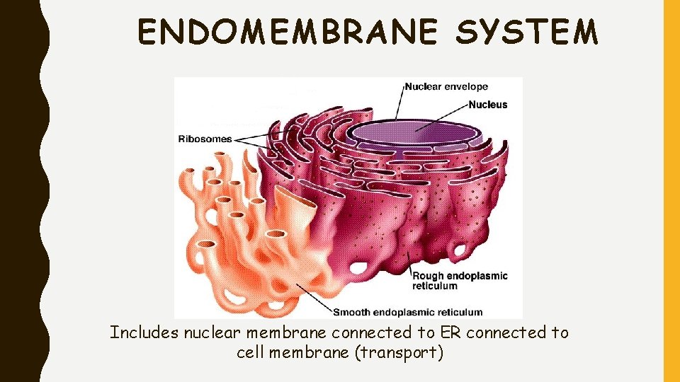 ENDOMEMBRANE SYSTEM Includes nuclear membrane connected to ER connected to cell membrane (transport) 
