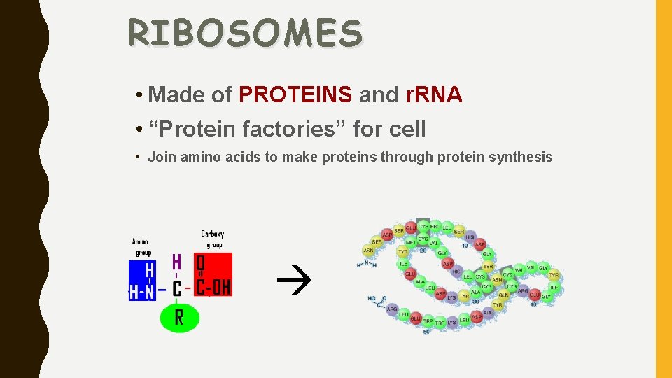RIBOSOMES • Made of PROTEINS and r. RNA • “Protein factories” for cell •