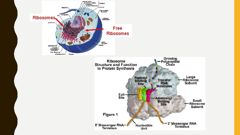 Ribosomes Free Ribosomes 