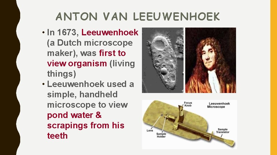 ANTON VAN LEEUWENHOEK • In 1673, Leeuwenhoek (a Dutch microscope maker), was first to