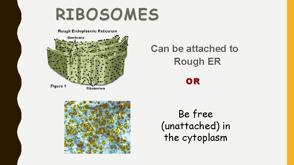RIBOSOMES Can be attached to Rough ER OR Be free (unattached) in the cytoplasm