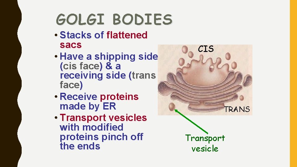 GOLGI BODIES • Stacks of flattened sacs • Have a shipping side (cis face)