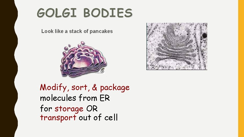 GOLGI BODIES Look like a stack of pancakes Modify, sort, & package molecules from
