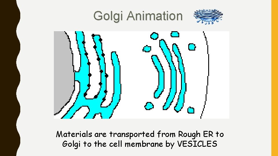 Golgi Animation Materials are transported from Rough ER to Golgi to the cell membrane