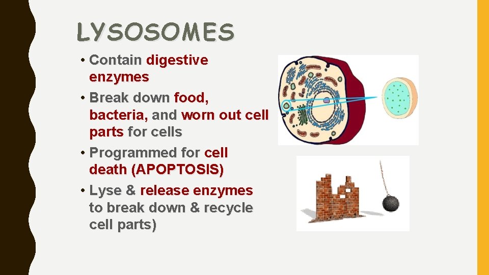 LYSOSOMES • Contain digestive enzymes • Break down food, bacteria, and worn out cell