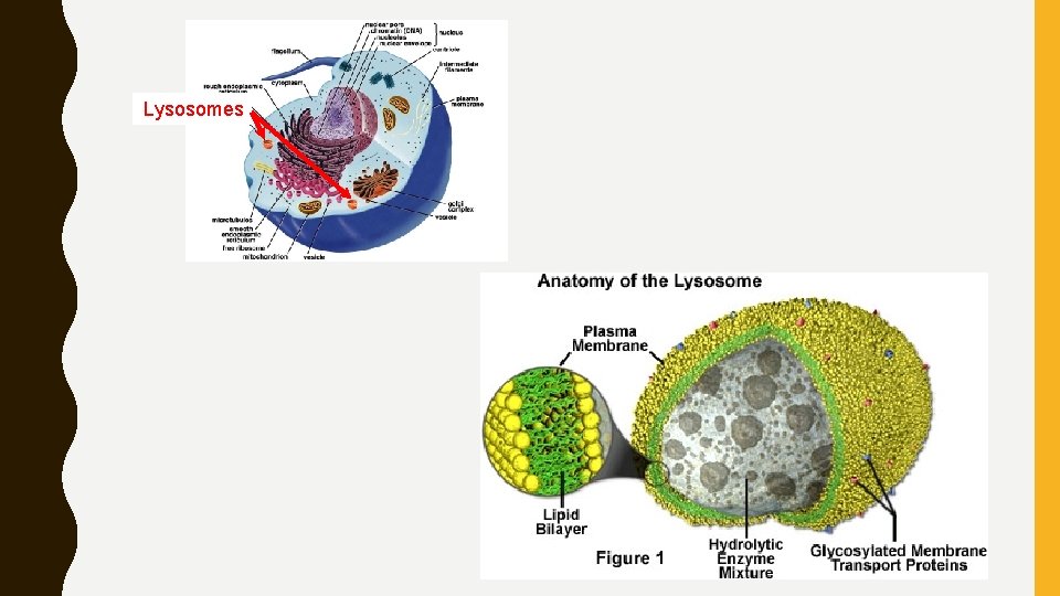 Lysosomes 