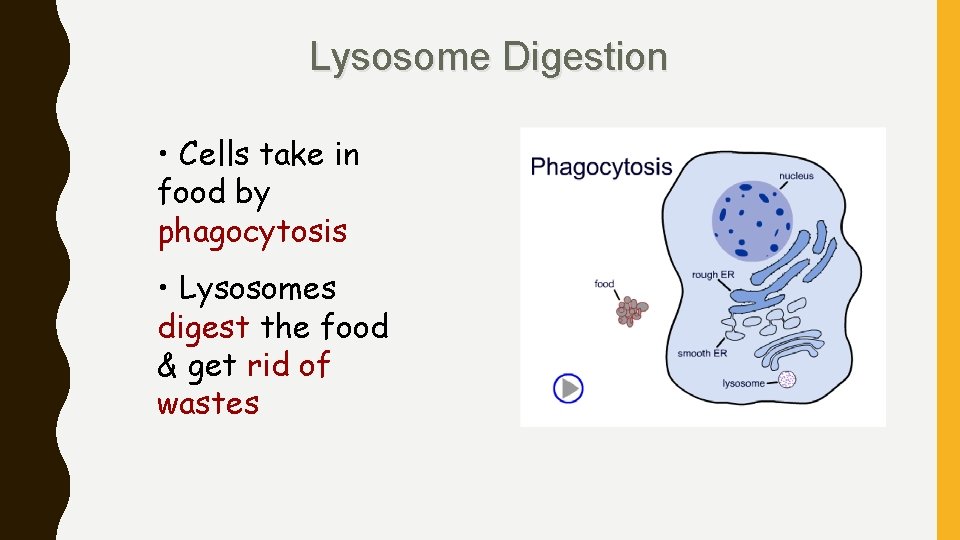 Lysosome Digestion • Cells take in food by phagocytosis • Lysosomes digest the food
