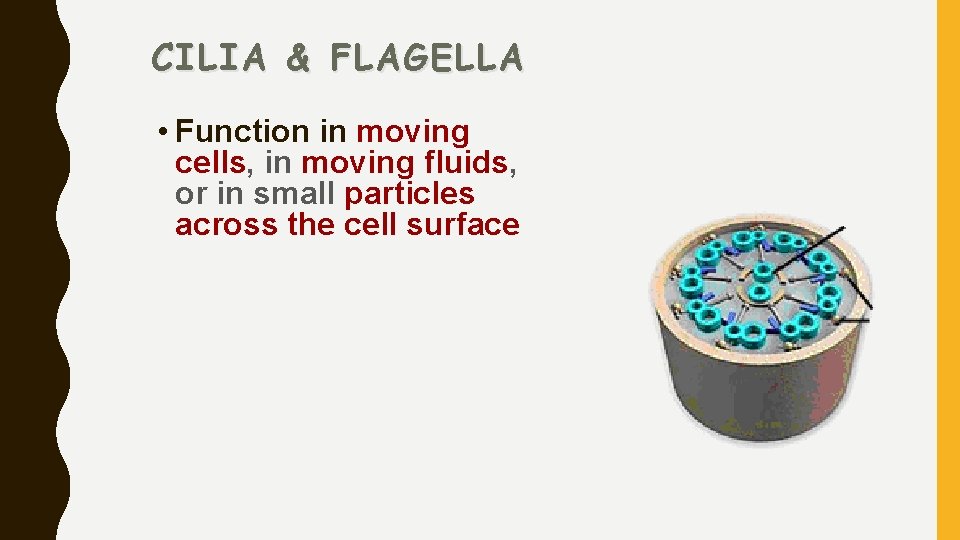 CILIA & FLAGELLA • Function in moving cells, in moving fluids, or in small