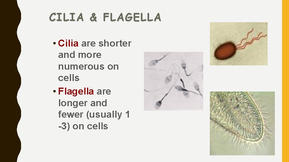 CILIA & FLAGELLA • Cilia are shorter and more numerous on cells • Flagella