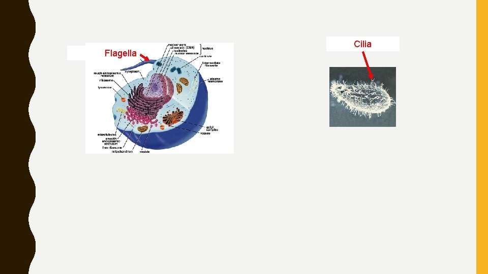 Flagella Cilia 