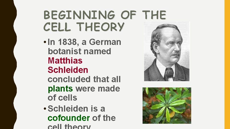 BEGINNING OF THE CELL THEORY • In 1838, a German botanist named Matthias Schleiden