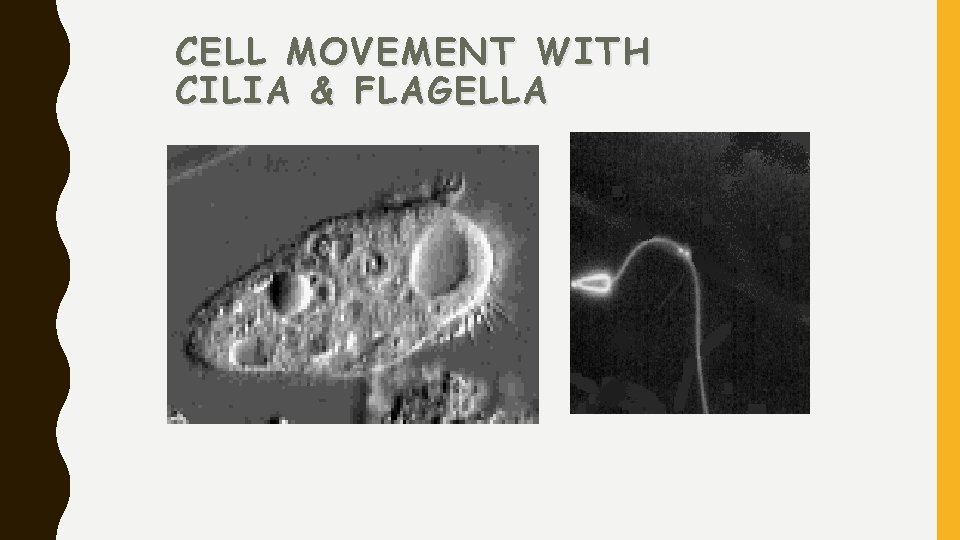 CELL MOVEMENT WITH CILIA & FLAGELLA 