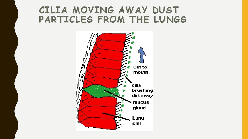 CILIA MOVING AWAY PARTICLES FROM THE DUST LUNGS 