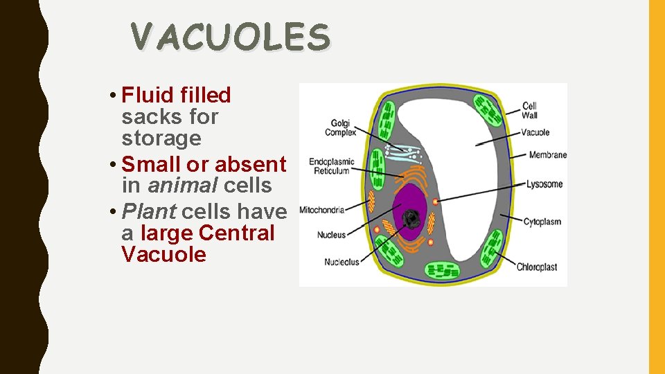 VACUOLES • Fluid filled sacks for storage • Small or absent in animal cells