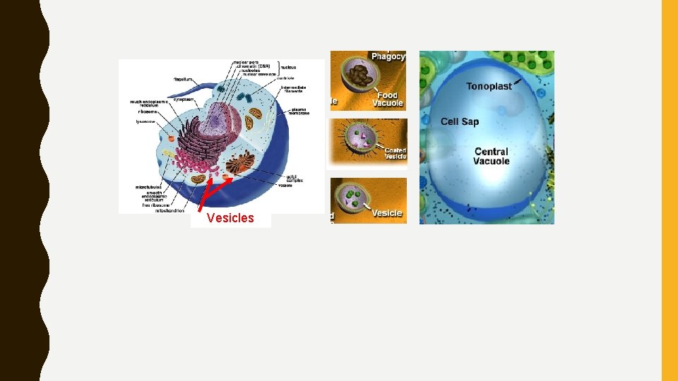 Vesicles 