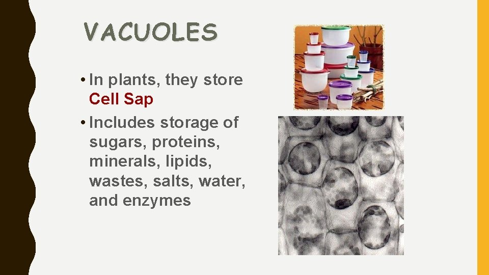 VACUOLES • In plants, they store Cell Sap • Includes storage of sugars, proteins,