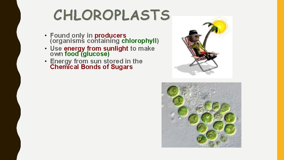 CHLOROPLASTS • Found only in producers (organisms containing chlorophyll) • Use energy from sunlight