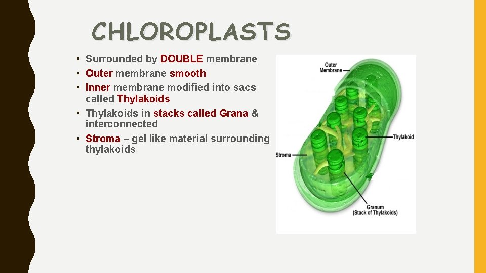 CHLOROPLASTS • Surrounded by DOUBLE membrane • Outer membrane smooth • Inner membrane modified