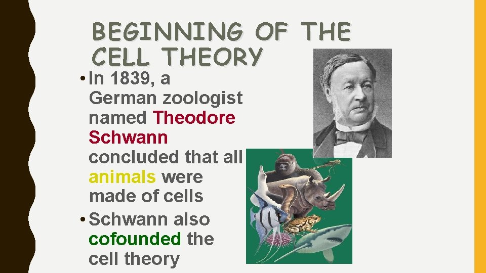 BEGINNING OF THE CELL THEORY • In 1839, a German zoologist named Theodore Schwann
