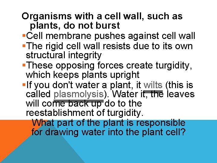 Organisms with a cell wall, such as plants, do not burst §Cell membrane pushes
