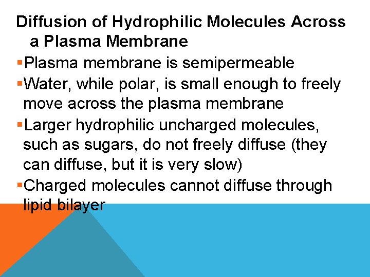 Diffusion of Hydrophilic Molecules Across a Plasma Membrane §Plasma membrane is semipermeable §Water, while