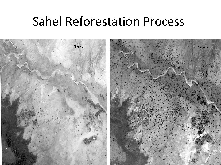 Sahel Reforestation Process 1975 2003 
