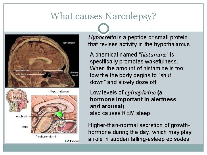 What causes Narcolepsy? Hypocretin is a peptide or small protein that revises activity in