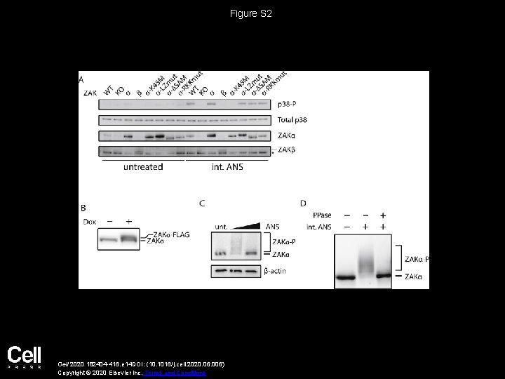 Figure S 2 Cell 2020 182404 -416. e 14 DOI: (10. 1016/j. cell. 2020.