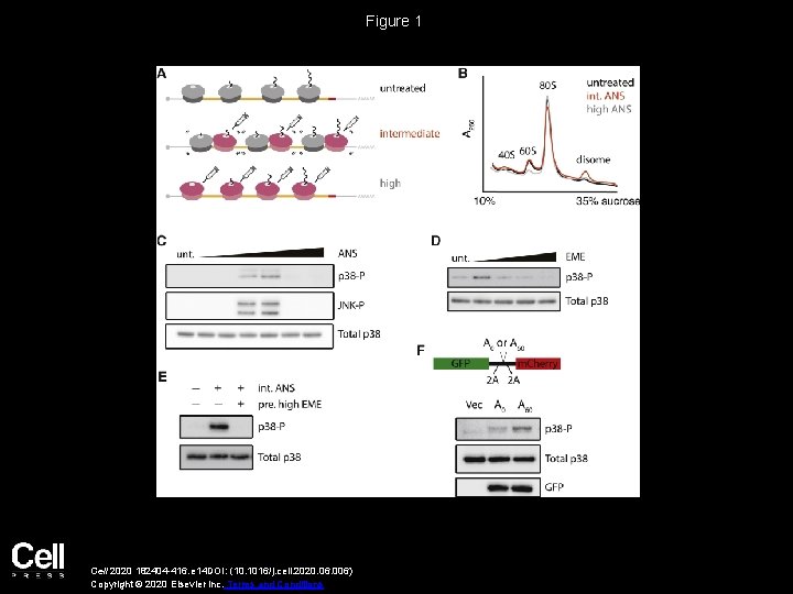 Figure 1 Cell 2020 182404 -416. e 14 DOI: (10. 1016/j. cell. 2020. 06.