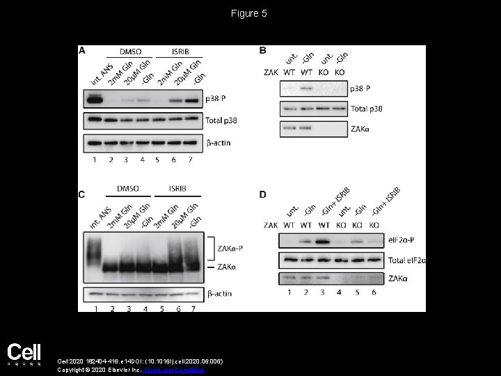 Figure 5 Cell 2020 182404 -416. e 14 DOI: (10. 1016/j. cell. 2020. 06.