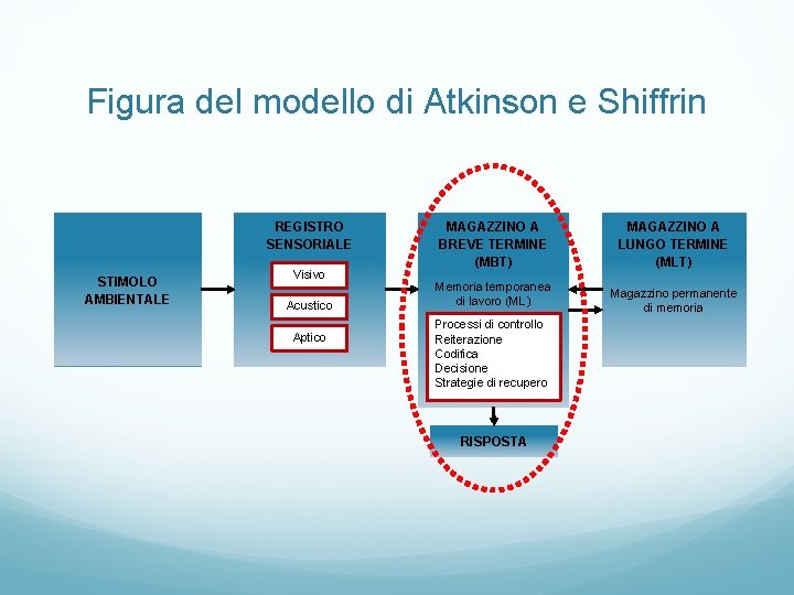 Figura del modello di Atkinson e Shiffrin REGISTRO SENSORIALE STIMOLO AMBIENTALE Visivo Acustico Aptico