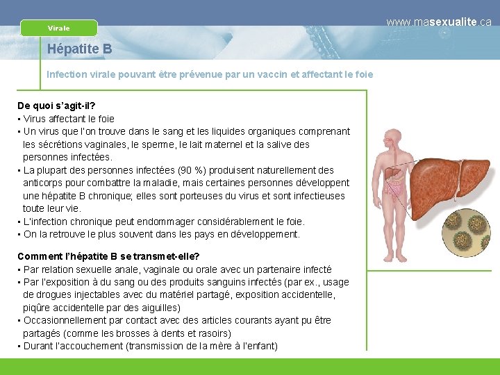 Virale Hépatite B Infection virale pouvant être prévenue par un vaccin et affectant le