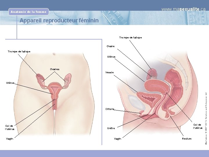www. masexualite. ca Anatomie de la femme Appareil reproducteur féminin Trompe de fallope Ovaire