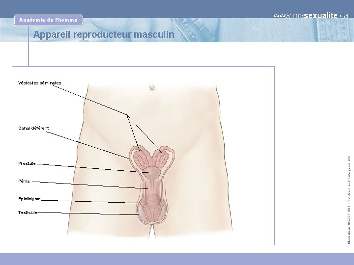 Anatomie de l’homme www. masexualite. ca Appareil reproducteur masculin Vésicules séminales Prostate Pénis Epididyme