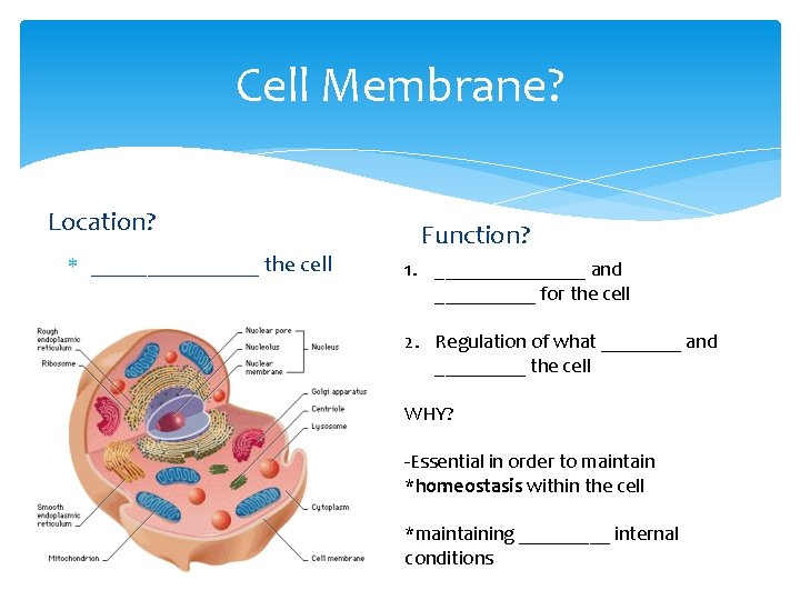 Cell Membrane? Location? ________ the cell Function? 1. ________ and _____ for the cell Cell Membrane? Location? ________ the cell Function? 1. ________ and _____ for the cell