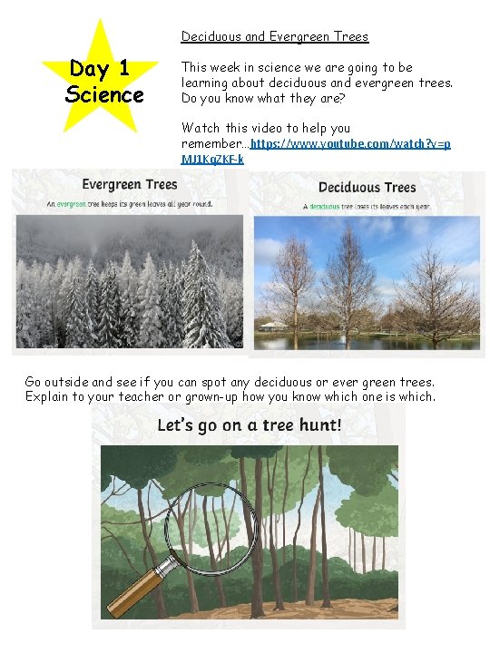 Deciduous and Evergreen Trees Day 1 Science This week in science we are going