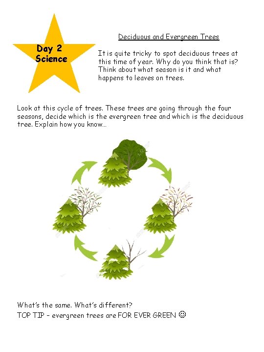 Deciduous and Evergreen Trees Day 2 Science It is quite tricky to spot deciduous