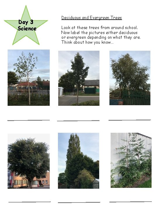 Day 3 Science Deciduous and Evergreen Trees Look at these trees from around school.